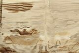 Polished Oligocene Petrified Wood (Pinus) - Australia #221119-1